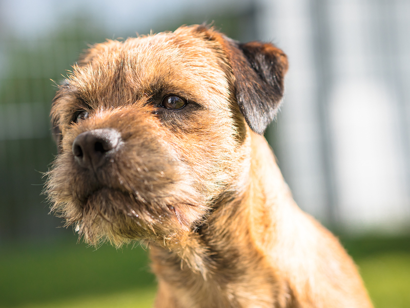 Border Terrier Charmant Mit Britischen Understatement