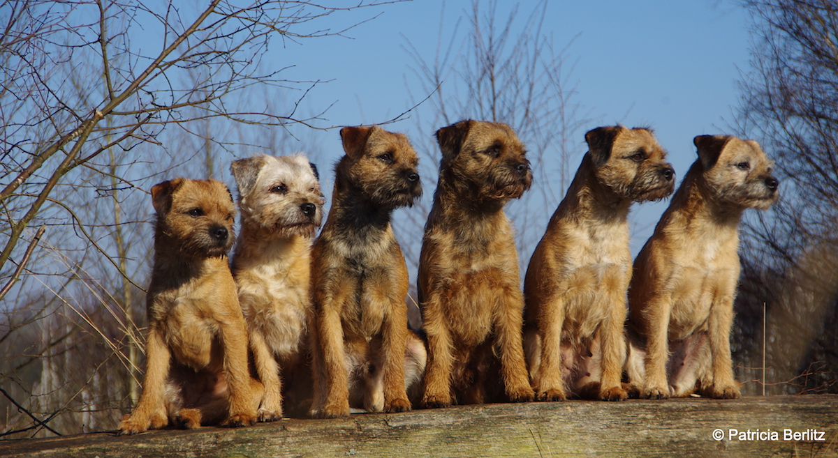 Border Terrier von der Borderranch