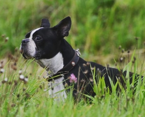 Boston Terrier