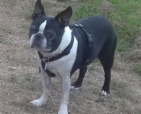 Boston Terrier Kaptain Kid of King's Castle