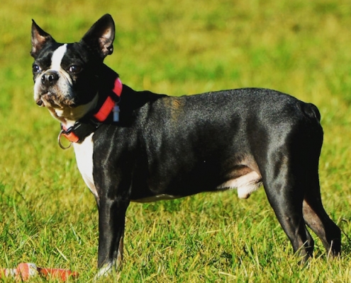 Boston Terrier Fynch