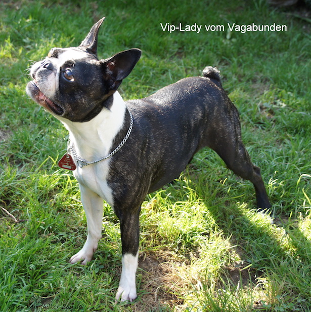 Boston Terrier Rassebeschreibung Adressen Und Viele Fotos