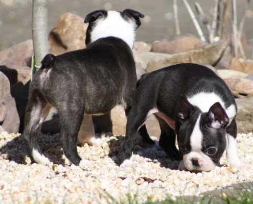 Boston Terrier Welpen