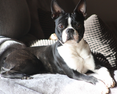 Boston Terrier Rosa-Lee vom Belker Bad