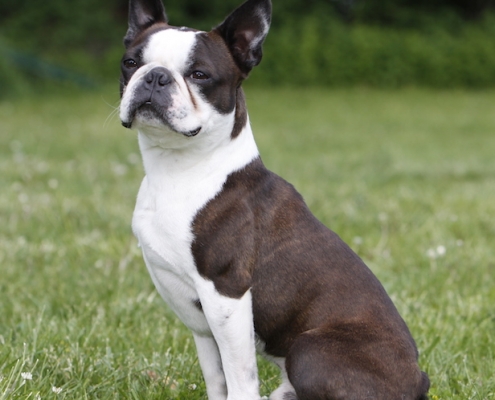 Boston Terrier Sunshine Bostons Cooper alias Coopi