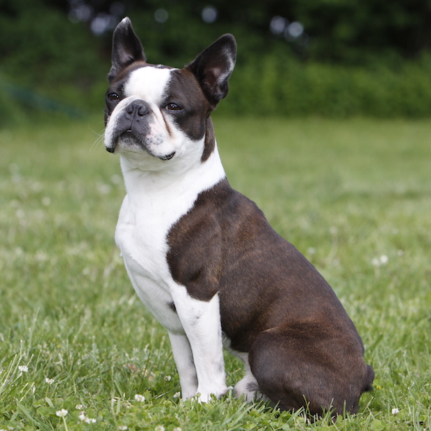 Terrier Rassebeschreibung, Adressen und viele Fotos