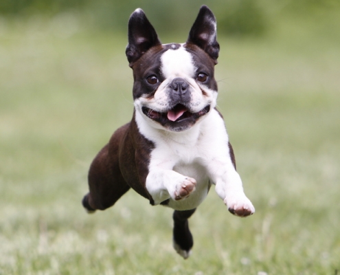 Boston Terrier Sunshine Bostons Cooper alias Coopi