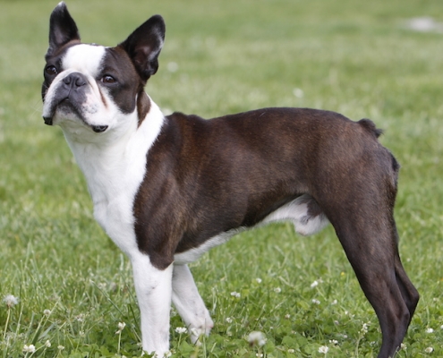 Boston Terrier Sunshine Bostons Cooper alias Coopi