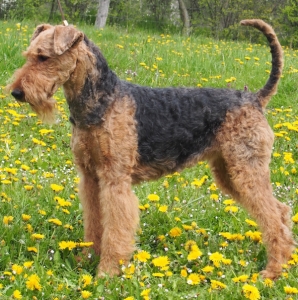 Airedale Terrier Black and Tan