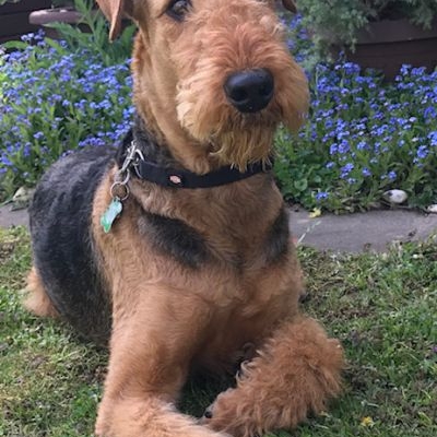 Airedale Terrier vom Bühlertal