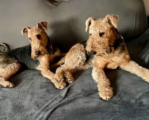 Airedale Terrier Aire Alpha