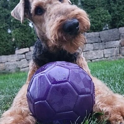 Airedale Terrier von der Weilerburg