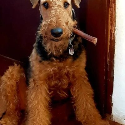 Airedale Terrier Moonraker