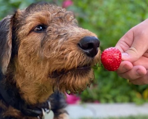 Airedale Terrier von Haus Schirmer