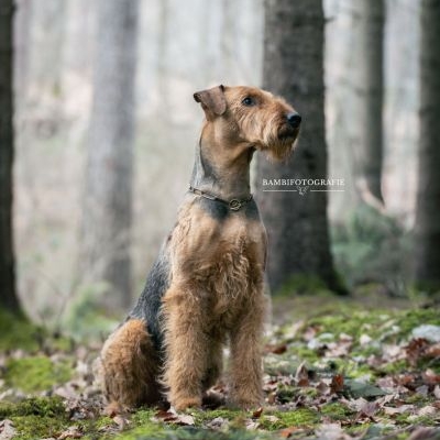Airedale Terriervon Allegra