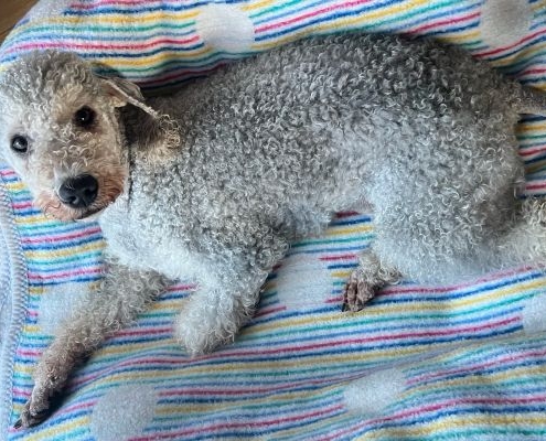 Bedlington Terrier vom Orkelsfelsen