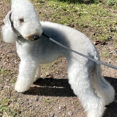 Bedlington Terrier Plumeria‘s