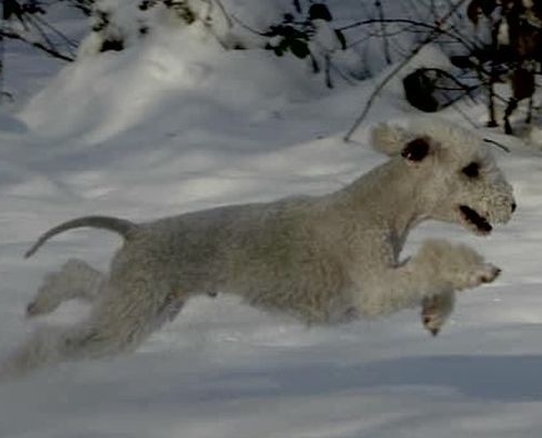 Bedlington Terrier Colacoda