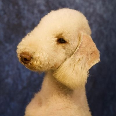 Bedlington Terrier The Bushwalker