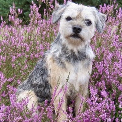 Border Terrier aus dem Wald