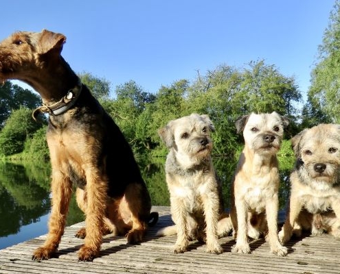 Border Terrier Puck aus dem Wald und Airedale Terrier vom roten Milan