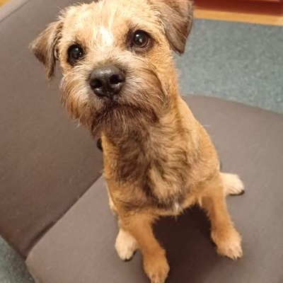 Border Terrier of Bordercountry