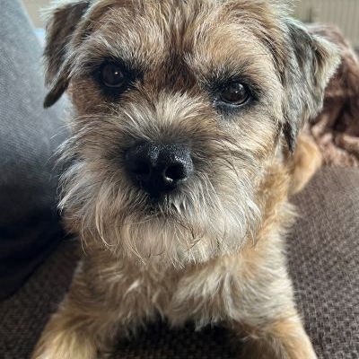 Border Terrier Rudi