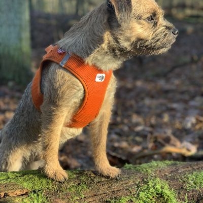 Border Terrier Emil