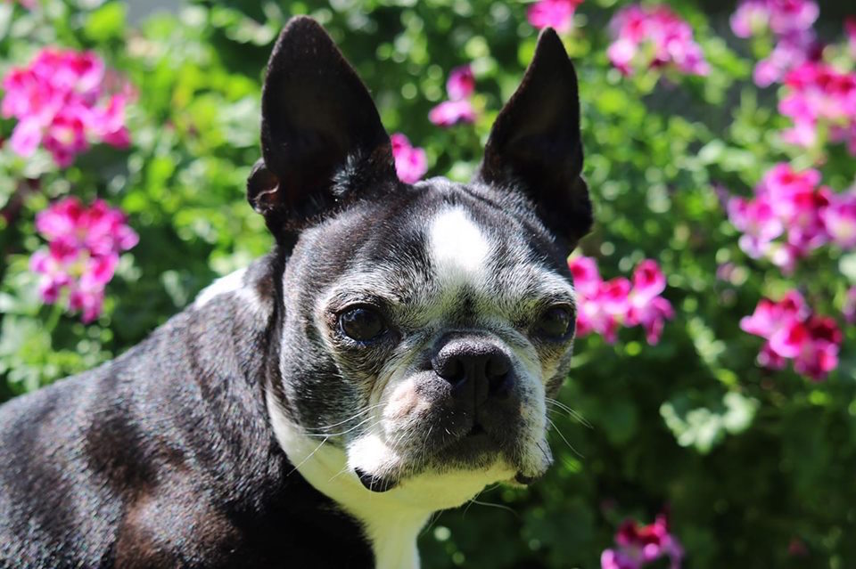 Boston Terrier Lilly