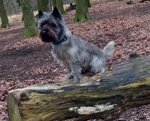 Cairn Terrier Braintwister Colonel Roxo