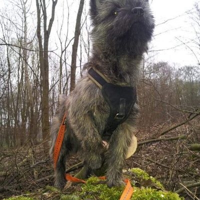 Cairn Terrier Glenroses