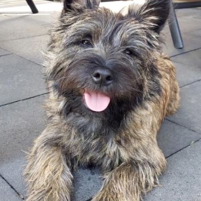 Cairn Terrier of Cairnsmore