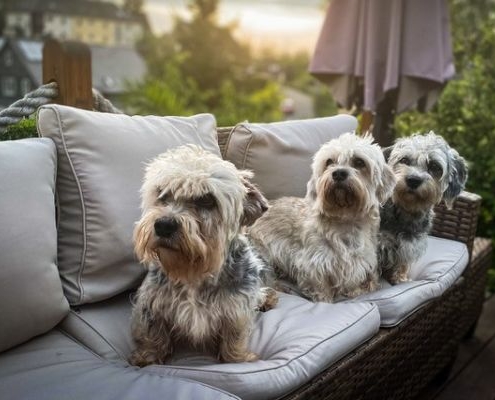 Dandie Dinmont Terrier Belltower