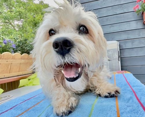 Dandie Dinmont Terrier von der Gulitza