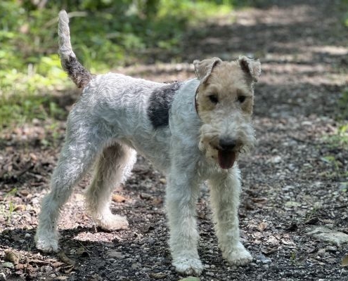 Drahthaar Foxterrier vom Gronauer Tal