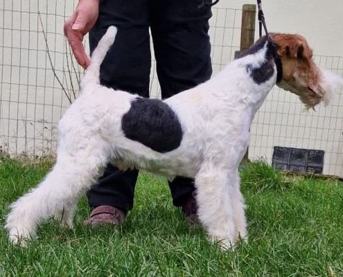 Drahthaar Foxterrier vom Borbach