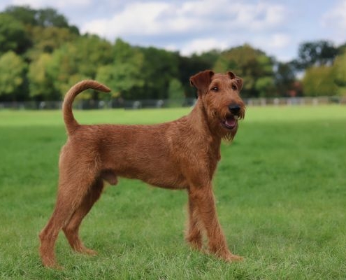 Irish Terrier Toni alias Beteigeuzes Ayrton jun.