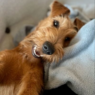 Irish Terrier vom Haseland