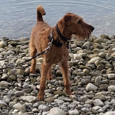 Irish Terrier Melting Red