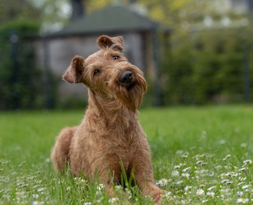 Irish Terrier Donegals