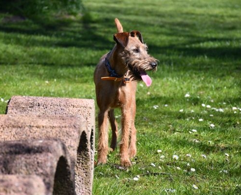 Irish Terrier Red Barons