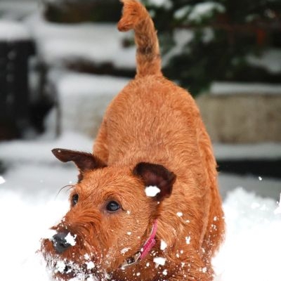 Irish Terrier Melting Red