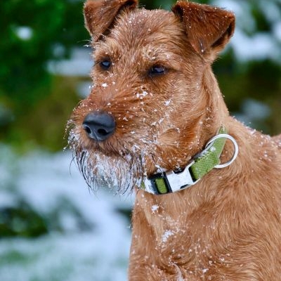 Irish Terrier Milow alias Lucky Irish Benko Milow