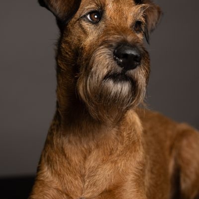 Irish Terrier alias Matildahof’s Golden Palatines
