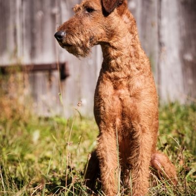 Irish Terrier Galahad’s Guardian