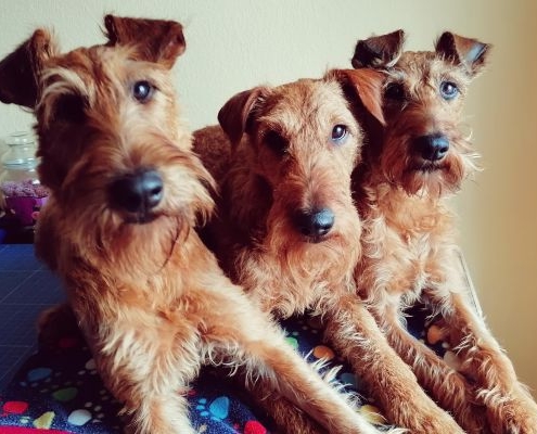 Irish Terrier beautiful endless love und my never ending love