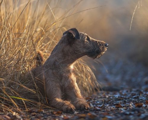 Irish Terrier Royal Rubys´