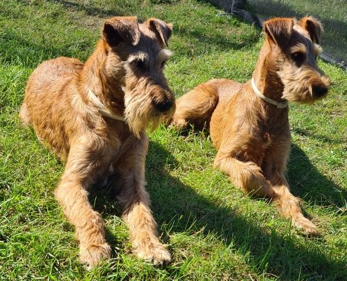 Irish Terrier vom Haseland