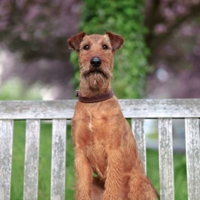 Irish Terrier Lucky Irish Benko Milow