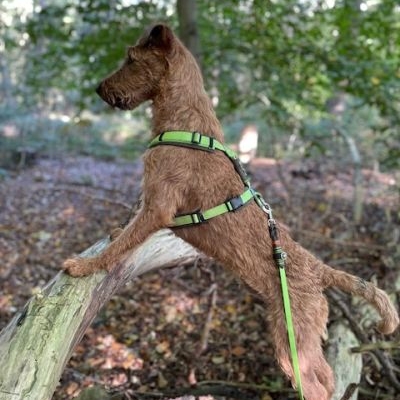 Irish Terrier Pastime Tolkien